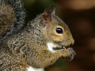 Obraz premium ecureuil