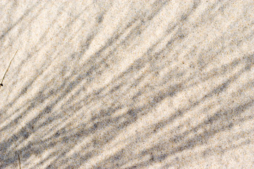 Fototapeta na wymiar grass shadows on sand