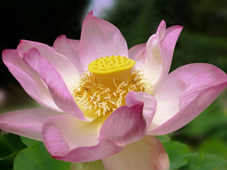 fleur de lotus