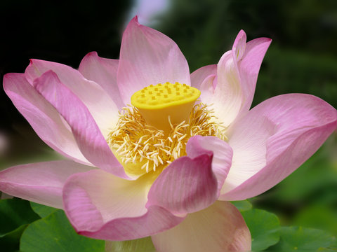 Fototapeta fleur de lotus
