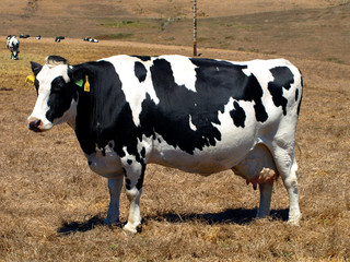 vache laiti&egrave;re