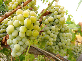 Muitas uvas