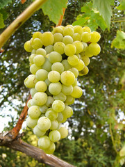 Cacho de uvas verdes