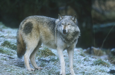 Obraz premium Wolf