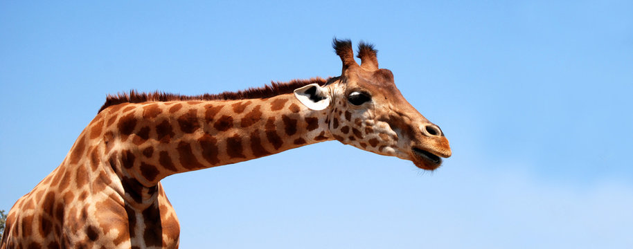Bannière Girafe