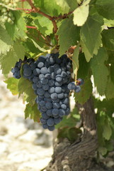 Fototapeta premium vigne