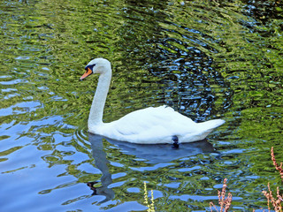 Beautiful Swan