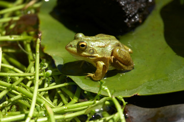 Rana