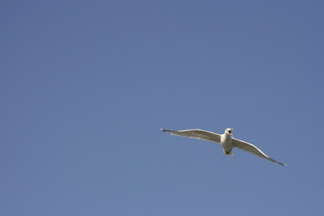 Möwe