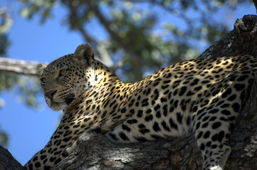 Lone Cheetah sitting in tree 