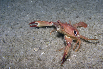 Crab