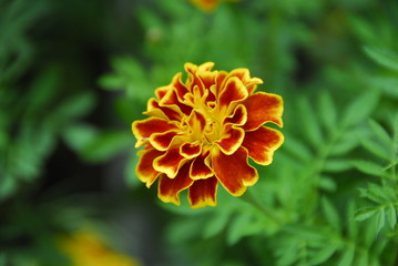beautiful flowers in the gardens