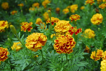 colorful chrysanthemum in the gardens