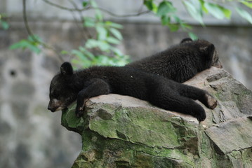 Sleepy bears