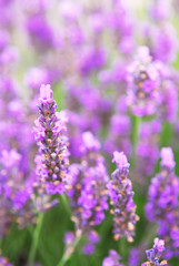 Obraz premium Lawenda