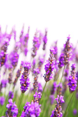 Fototapeta premium Lavender background