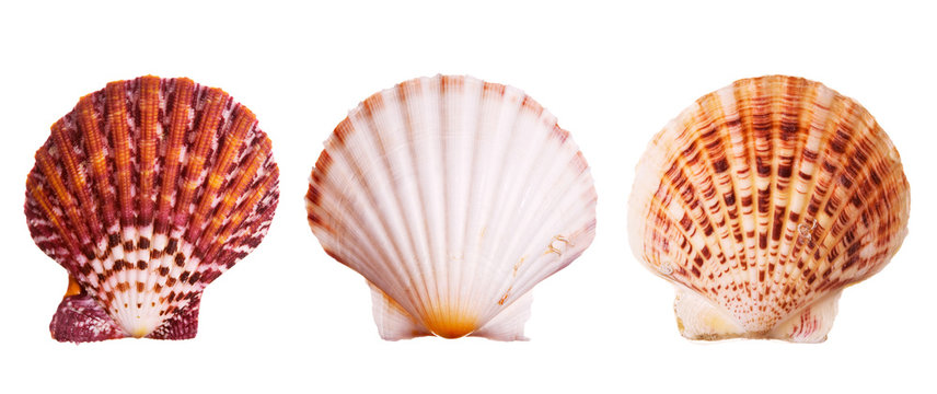 Scallop shells