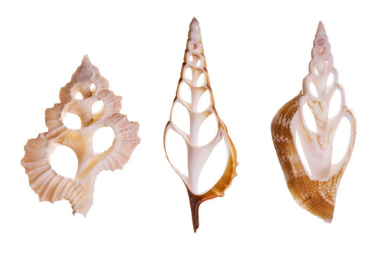 Seashells