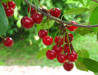 branch wiht fresh red cherries