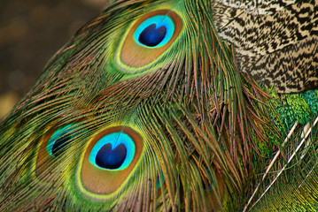 Peacock's tail