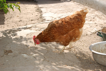 red hen portrait 2