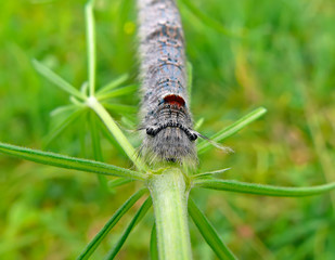 Close-up of Caterpillar 1