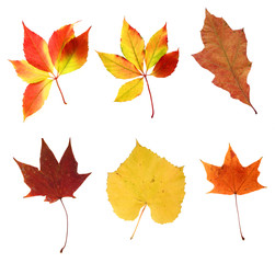 various autumn leaves