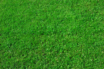 green grass background
