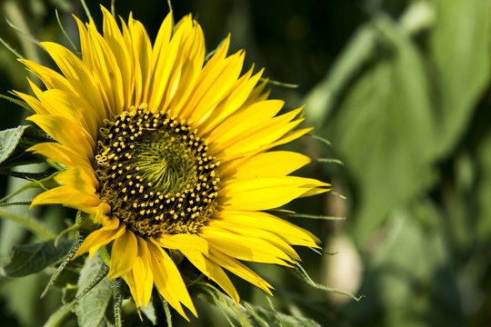 Girasol