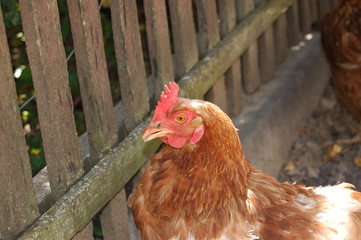 red hen portrait 2