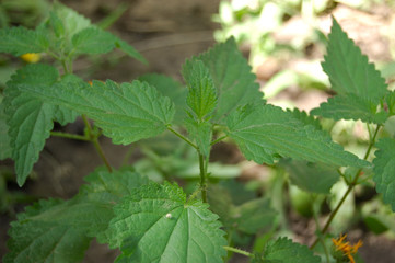 nettle plant