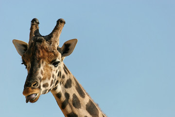 Obraz premium Giraffe enjoying the sun!
