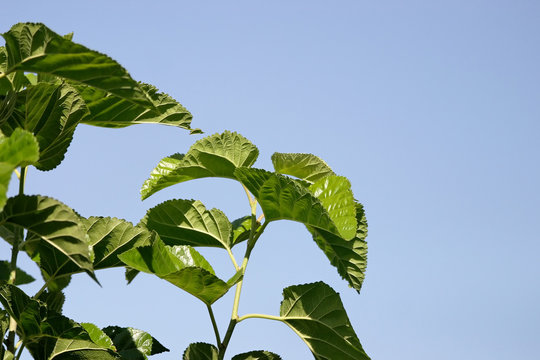 Mulberry tree leaves looking at the bright blue sky (landscape)