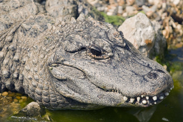 Alligator