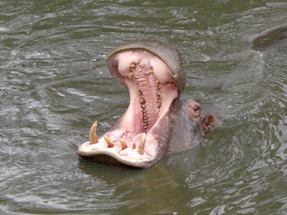 Fototapeta premium Hungry Hippo