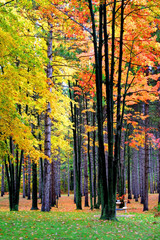 Bright Colorful Trees
