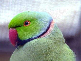 Fototapeta na wymiar papuga