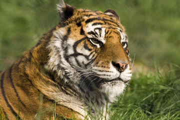 Bengal Tiger