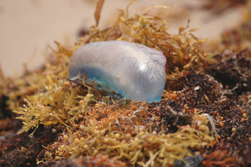 Jellyfish