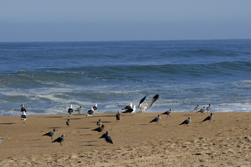 seagulls