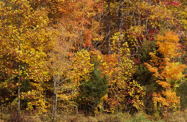 Orange and yellow autumn woods