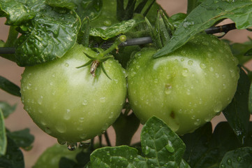 Two green tomatoes on the vine