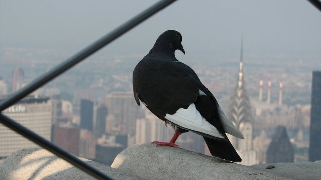 piccione guardone