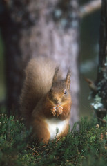Red Squirrel