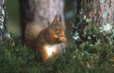 Red Squirrel