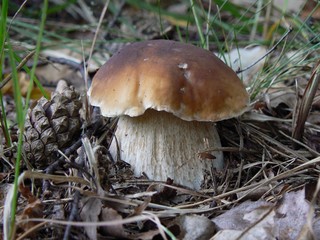 Boletus
