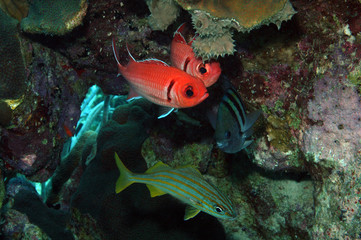Three types of tropical fish hide in coral reef, Bonaire.