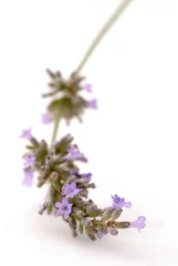 Foto op Plexiglas Lavendel takje lavendel