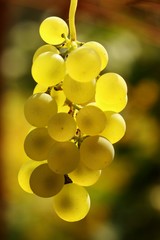 Ripe grape ready for harvest 