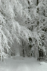 Snowy forest road just after bilzzard